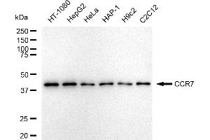 Western blotting analysis using CCR7 antibody (ABIN7798042). (Recombinant CCR7 anticorps)