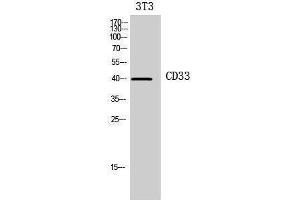 Western Blotting (WB) image for anti-CD33 (CD33) (Internal Region) antibody (ABIN3181432)