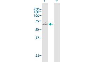 Western Blot analysis of KAT5 expression in transfected 293T cell line by KAT5 MaxPab polyclonal antibody.