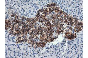 Immunohistochemical staining of paraffin-embedded Human pancreas tissue using anti-SNAP25 mouse monoclonal antibody. (SNAP25 anticorps)
