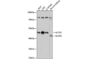 Western blot analysis of extracts of various cell lines, using  antibody (ABIN7265428) at 1:3000 dilution. (ACOT2 anticorps  (AA 222-483))