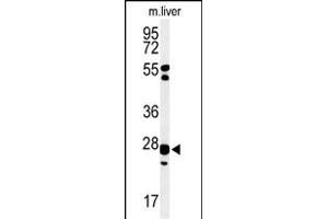 Western blot analysis of GSTK1 Antibody (Center) (ABIN653824 and ABIN2843092) in mouse liver tissue lysates (35 μg/lane). (GSTK1 anticorps  (AA 93-120))