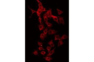 ABIN6267015 staining HeLa by IF/ICC. (GFRA4 anticorps  (Internal Region))