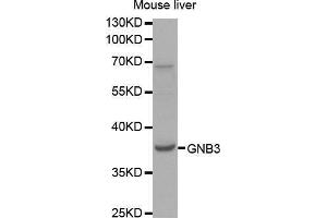 Western Blotting (WB) image for anti-Guanine Nucleotide Binding Protein (G Protein), beta Polypeptide 3 (GNB3) (AA 1-230) antibody (ABIN1680055) (GNB3 anticorps  (AA 1-230))