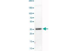 Western Blot analysis of RT-4 cell lysate with GDF15 monoclonal antibody, clone CL0328 . (GDF15 anticorps)