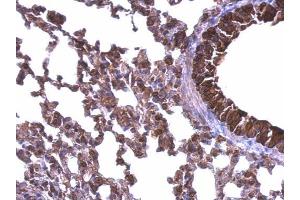 IHC-P Image HSP90 beta antibody detects HSP90 beta protein at cytosol on mouse lung by immunohistochemical analysis. (HSP90AB1 anticorps  (N-Term))