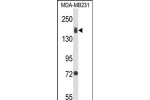 Western blot analysis of ITGA2 Antibody (C-term) (ABIN652993 and ABIN2842630) in MDA-M cell line lysates (35 μg/lane).
