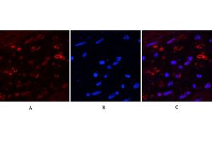 Immunofluorescence analysis of human appendix tissue. (HAO1 anticorps)