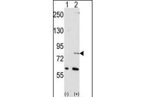 Western blot analysis of NUB1 (arrow) using NYREN18 Antibody (N-term) (ABIN389078 and ABIN2839276). (NUB1 anticorps  (N-Term))