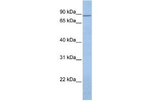 WB Suggested Anti-KCNH7 Antibody Titration:  0.