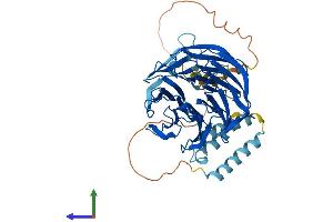 AlphaFold protein structure predicition of Human Recombinant WDR13 Protein, UniprotID Q9H1Z4