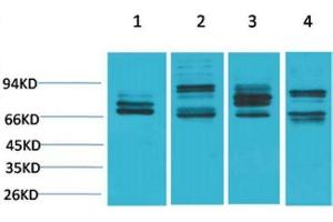 Western Blot (WB) analysis of 1) HeLa, 2)Mouse Liver Tissue, 3) PC12, 4) Rat Liver Tissue with Nrf2 Rabbit Polyclonal Antibody diluted at 1:2000.