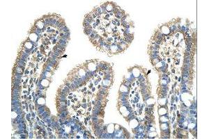 Image no. 1 for anti-Nuclear RNA Export Factor 5 (NXF5) (AA 153-202) antibody (ABIN203107) (NXF5 anticorps  (AA 153-202))