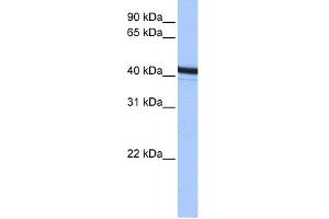 ACTR1B antibody used at 0.