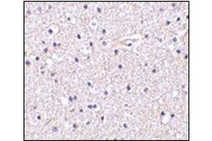 Immunohistochemistry of Nicastrin in human brain tissue with this product at 5 μg/ml. (Nicastrin anticorps  (C-Term))
