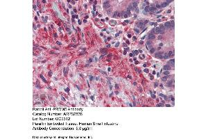 Immunohistochemistry with Human Small Intestine tissue at an antibody concentration of 5. (PRDM5 anticorps  (N-Term))