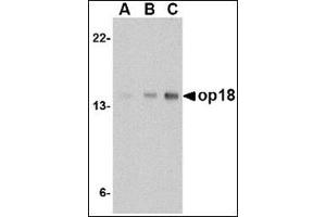 Western blot analysis of op18 in EL4 cell lysate with this product at (A) 0. (Stathmin 1 anticorps  (C-Term))
