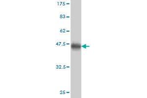 Western Blot detection against Immunogen (37.
