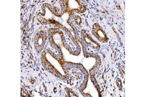 IHC analysis of COX6B1 using anti-COX6B1 antibody (ABIN7603206). (COX6B1 anticorps  (N-Term))