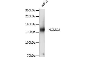 Western blot analysis of extracts of BxPC3 cells, using NOMO2 antibody (ABIN7268943) at 1:1000 dilution. (NOMO2 anticorps  (AA 873-1222))