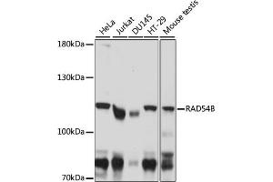 Western blot analysis of extracts of various cell lines, using RB antibody (ABIN7266815) at 1:1000 dilution. (RAD54B anticorps  (AA 781-910))