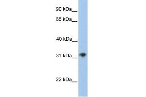 WB Suggested Anti-CHST13 Antibody Titration:  0. (CHST13 anticorps  (C-Term))