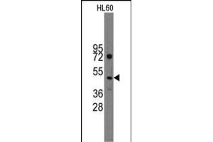 Western blot analysis of anti-Ihh Pab (R) in HL60 cell line lysates (35 μg/lane). (Indian Hedgehog anticorps  (C-Term))