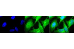 Immunocytochemistry/Immunofluorescence analysis using Rabbit Anti-HO-1 Polyclonal Antibody (ABIN361673 and ABIN361674). (HMOX1 anticorps)