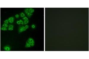 Immunofluorescence analysis of A549 cells, using GPR180 Antibody. (GPR180 anticorps  (AA 241-290))