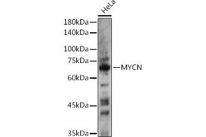 Western blot analysis of extracts of HeLa cells, using MYCN antibody (ABIN1680957, ABIN3015161, ABIN3015163 and ABIN6213865) at 1:500 dilution. (MYCN anticorps  (AA 168-267))