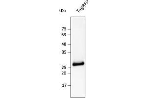 Western Blotting (WB) image for anti-TagRFP Fluorescent Protein antibody (ABIN7273101) (TagRFP Fluorescent Protein anticorps)