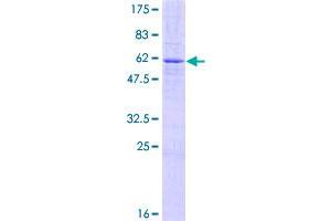 Image no. 1 for Zinc Finger Protein 177 (ZNF177) (AA 1-321) protein (GST tag) (ABIN1325925)