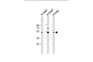 All lanes : Anti-CX3CL1 Antibody (Center) at 1:1000-1:2000 dilution Lane 1: Human brain lysate Lane 2: Human heart lysate Lane 3: Human lung lysate Lysates/proteins at 20 μg per lane. (CX3CL1 anticorps  (AA 272-306))