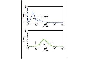 ANKH Antibody (C-term) (ABIN653697 and ABIN2843016) flow cytometric analysis of K562 cells (bottom histogram) compared to a negative control cell (top histogram). (ANKH anticorps  (C-Term))