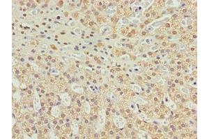 Immunohistochemistry of paraffin-embedded human adrenal gland tissue using ABIN7174711 at dilution of 1:100 (TMEM234 anticorps  (AA 1-145))