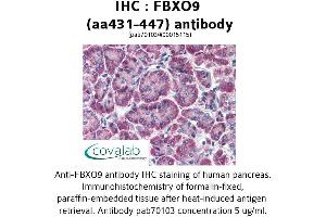Image no. 1 for anti-F-Box Protein 9 (FBXO9) (AA 431-447) antibody (ABIN1734305)