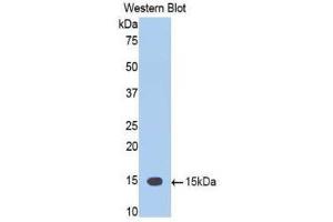 Western Blotting (WB) image for anti-Tumor Necrosis Factor (Ligand) Superfamily, Member 12 (TNFSF12) (AA 148-247) antibody (ABIN1860803) (TWEAK anticorps  (AA 148-247))