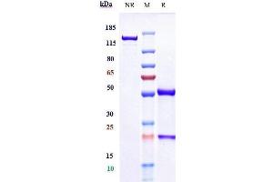 Anti-TNFRSF5 / CD40 Reference Antibody (Emory U.