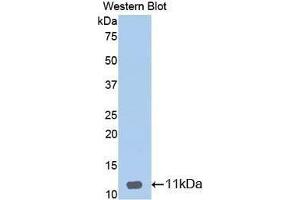 Western Blotting (WB) image for anti-Defensin, beta 1 (DEFB1) (AA 22-69) antibody (ABIN1174547)