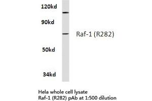Western blot (WB) analysis of Raf-1 antibody in extracts from hela cells. (RAF1 anticorps)