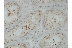 Immunoperoxidase of monoclonal antibody to CLK3 on formalin-fixed paraffin-embedded human testis. (CLK3 anticorps  (AA 36-136))