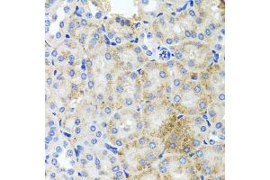 Immunohistochemistry of paraffin-embedded mouse kidney using PEX3 antibody (ABIN5975508) at dilution of 1/100 (40x lens). (PEX3 anticorps)