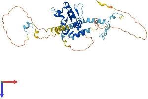 AlphaFold protein structure predicition of Human Recombinant CEP41 Protein, UniprotID Q9BYV8