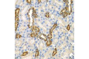 Immunohistochemistry of paraffin-embedded mouse kidney using CNPY3 antibody. (TNRC5 anticorps  (AA 31-278))
