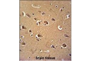 CALM1 Antibody (C-term) (ABIN652489 and ABIN2842329) immunohistochemistry analysis in formalin fixed and paraffin embedded human brain tissue followed by peroxidase conjugation of the secondary antibody and DAB staining. (Calmodulin 1 anticorps  (C-Term))