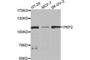 Western blot analysis of extracts of various cell lines, using PKP2 antibody. (Plakophilin 2 anticorps)