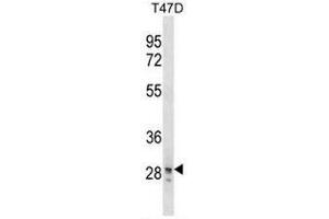 SNAI3 Antibody (N-term) western blot analysis in T47D cell line lysates (35µg/lane). (SNAI3 anticorps  (N-Term))