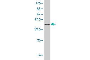 Western Blot detection against Immunogen (36.