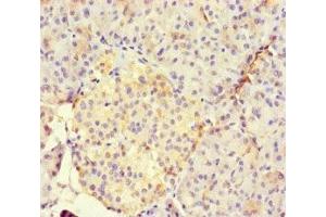 Immunohistochemistry of paraffin-embedded human pancreatic tissue using ABIN7165188 at dilution of 1:100 (RUNX1T1 anticorps  (AA 416-525))