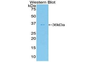 Western Blotting (WB) image for anti-V-Akt Murine Thymoma Viral Oncogene Homolog 2 (AKT2) (AA 142-412) antibody (ABIN1860233) (AKT2 anticorps  (AA 142-412))